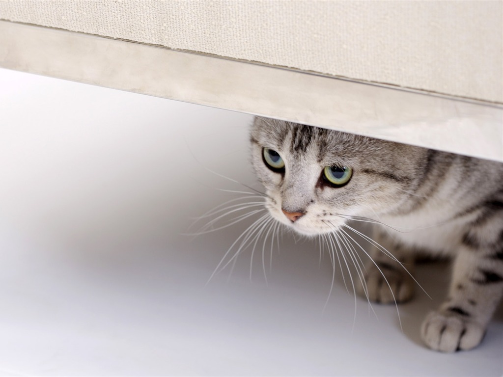 HD papel tapiz lindo gatito #29 - 1024x768