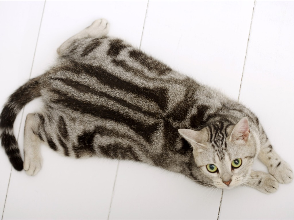 HD papel tapiz lindo gatito #30 - 1024x768