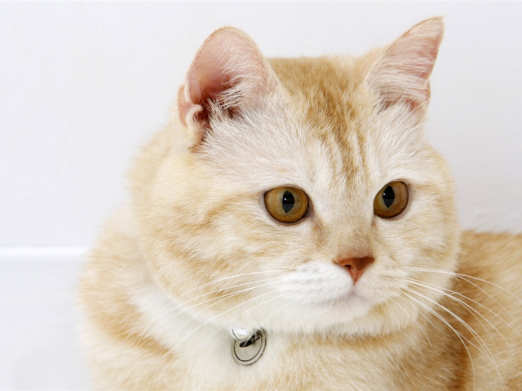 HD papel tapiz lindo gatito #32 - 1024x768