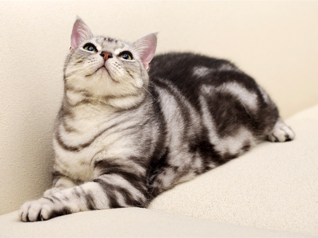 HD papel tapiz lindo gatito #37 - 1024x768