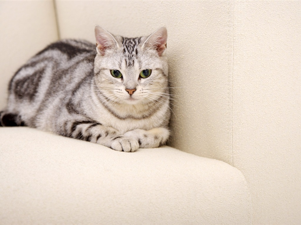 HD papel tapiz lindo gatito #38 - 1024x768