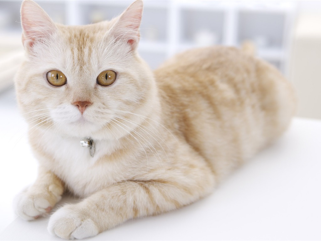 HD papel tapiz lindo gatito #39 - 1024x768
