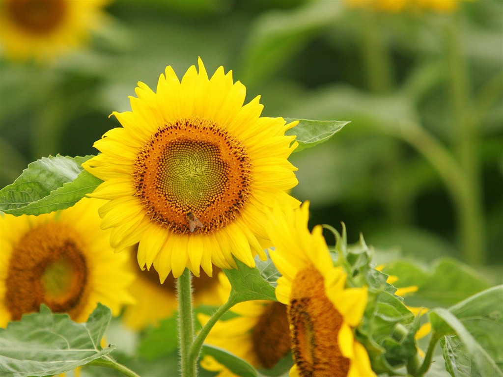 El hombre Shan fondos de escritorio de girasol #1 - 1024x768