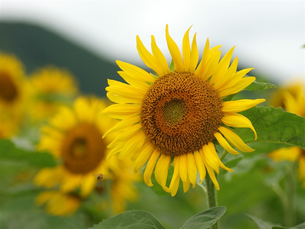 El hombre Shan fondos de escritorio de girasol #8 - 1024x768