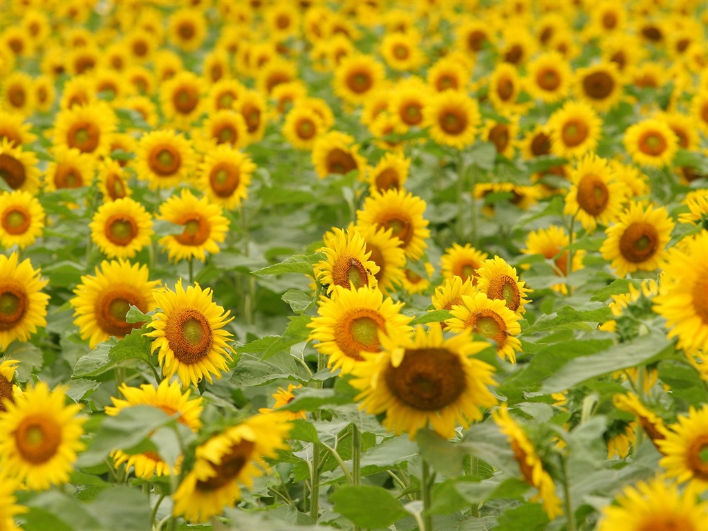 El hombre Shan fondos de escritorio de girasol #19 - 1024x768