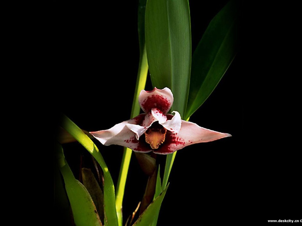 Hermosa y elegante fondo de pantalla de orquídeas #2 - 1024x768