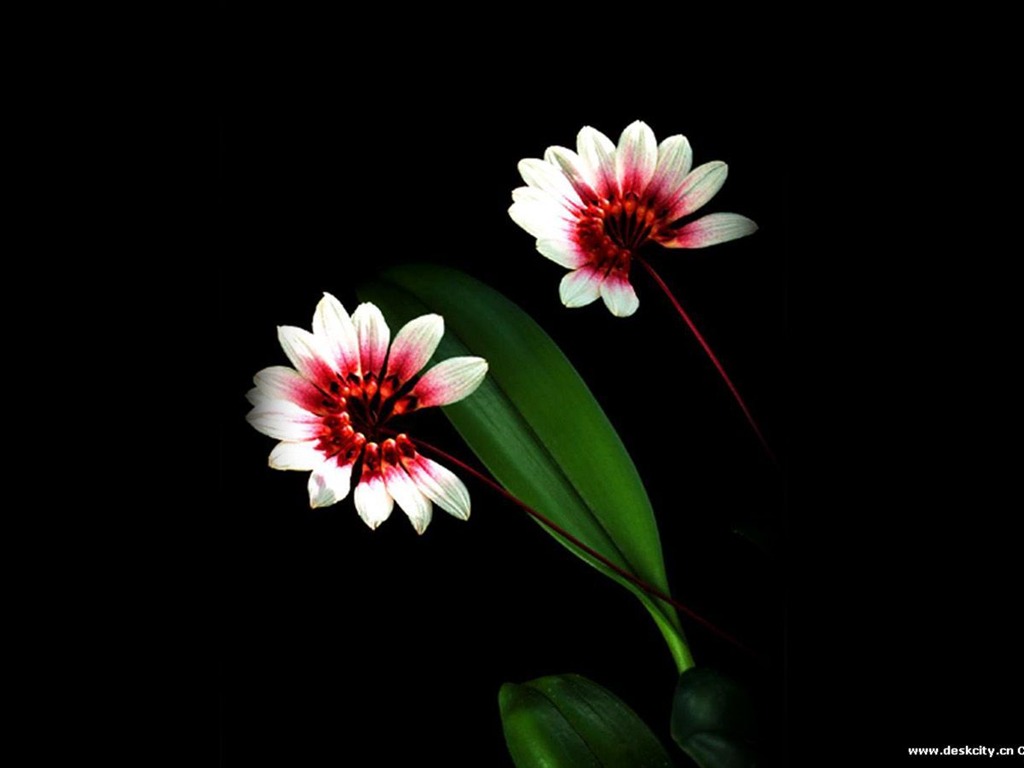 Hermosa y elegante fondo de pantalla de orquídeas #4 - 1024x768