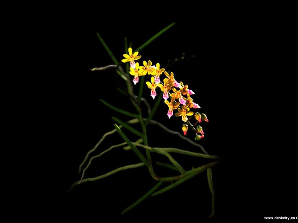 Hermosa y elegante fondo de pantalla de orquídeas #5 - 1024x768