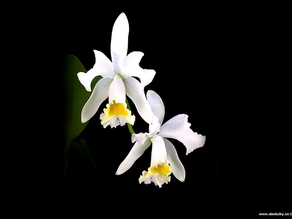 Hermosa y elegante fondo de pantalla de orquídeas #6 - 1024x768