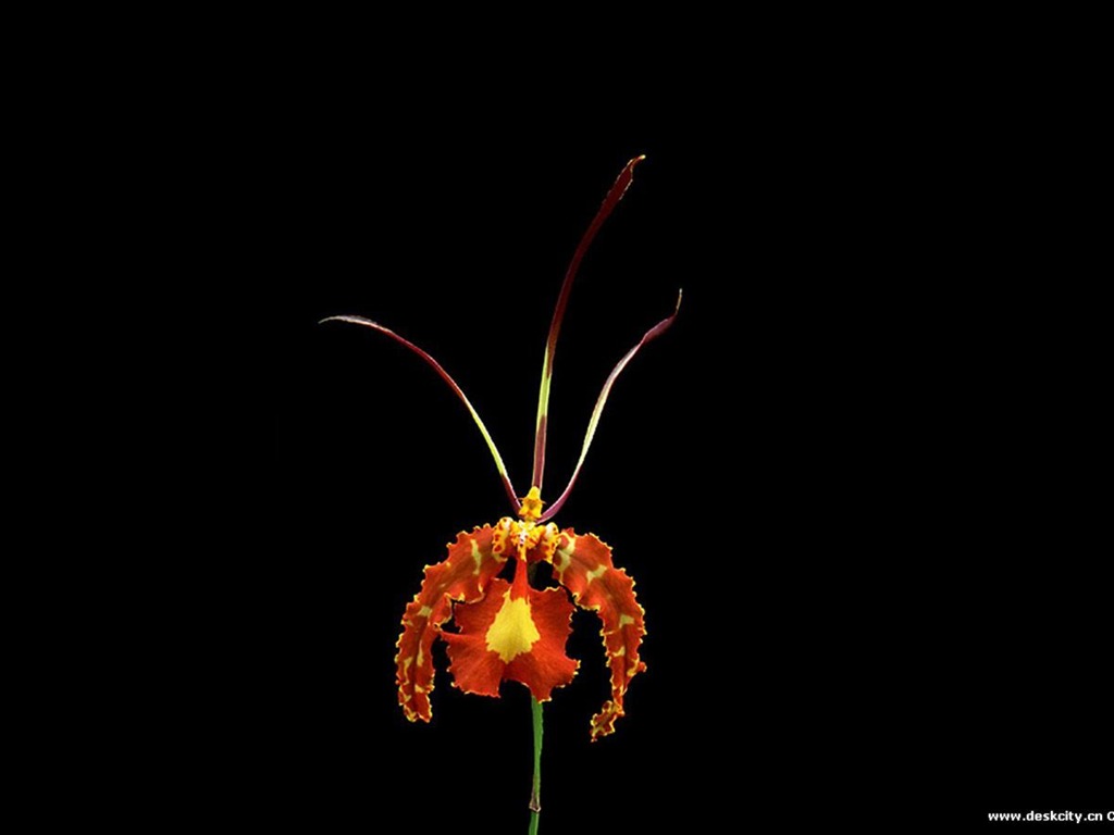 Belle et élégante orchidée fond d'écran #7 - 1024x768