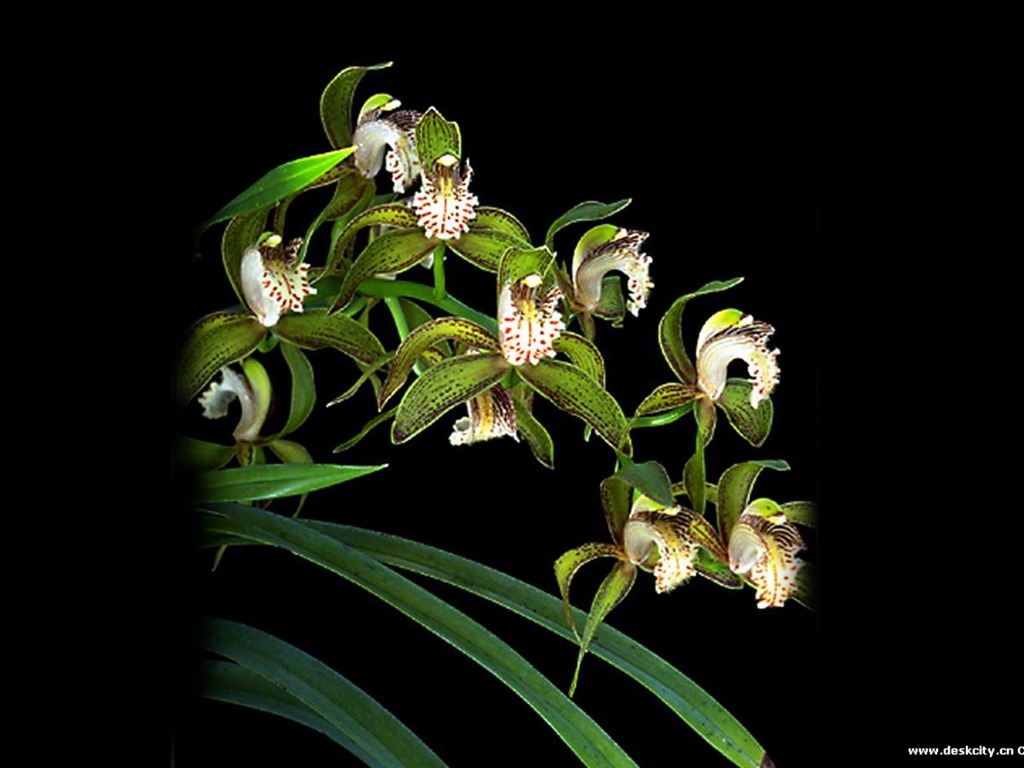 Belle et élégante orchidée fond d'écran #8 - 1024x768