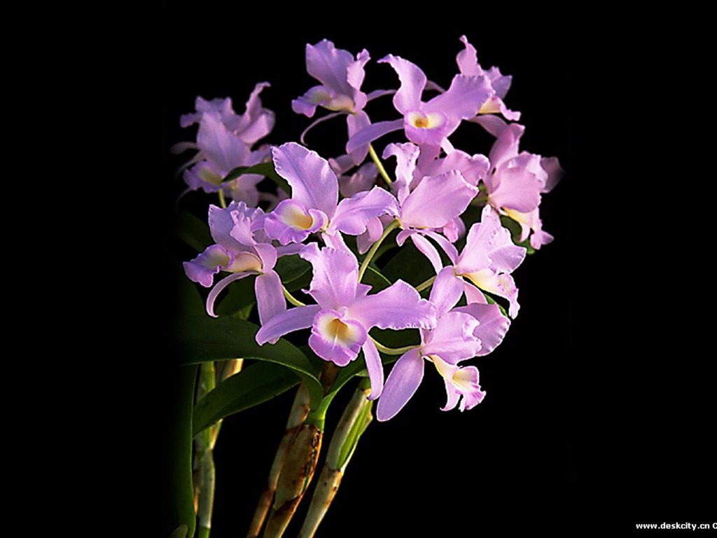 Hermosa y elegante fondo de pantalla de orquídeas #9 - 1024x768