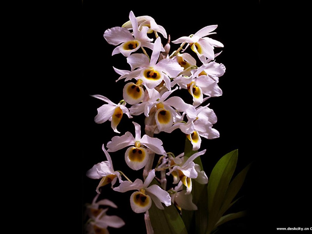 Belle et élégante orchidée fond d'écran #10 - 1024x768