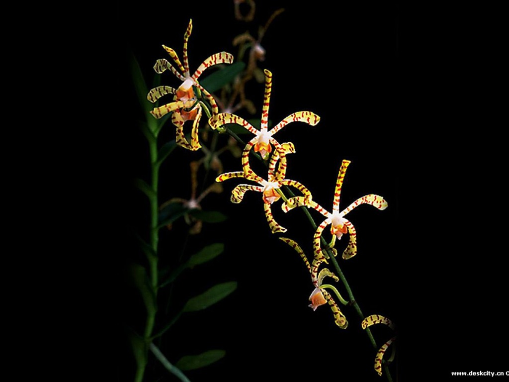 Hermosa y elegante fondo de pantalla de orquídeas #11 - 1024x768