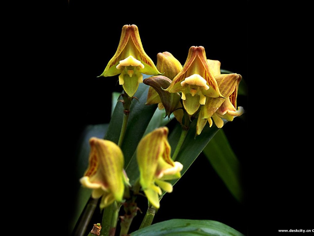 Hermosa y elegante fondo de pantalla de orquídeas #12 - 1024x768