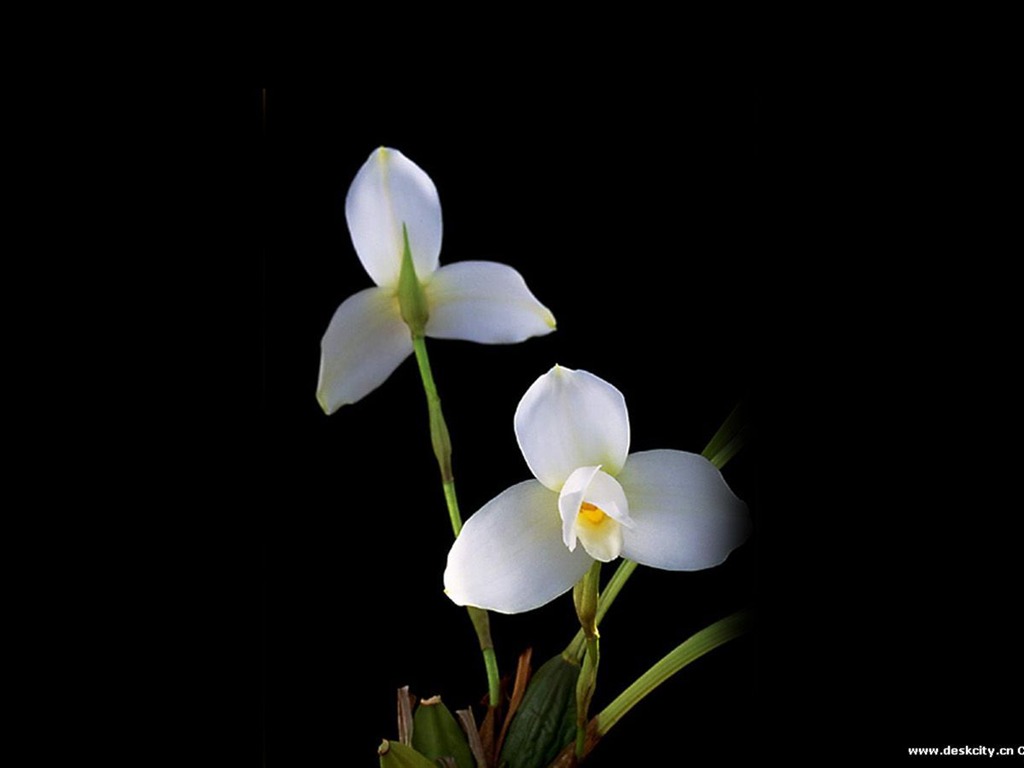 Hermosa y elegante fondo de pantalla de orquídeas #13 - 1024x768