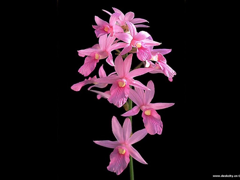 Belle et élégante orchidée fond d'écran #15 - 1024x768