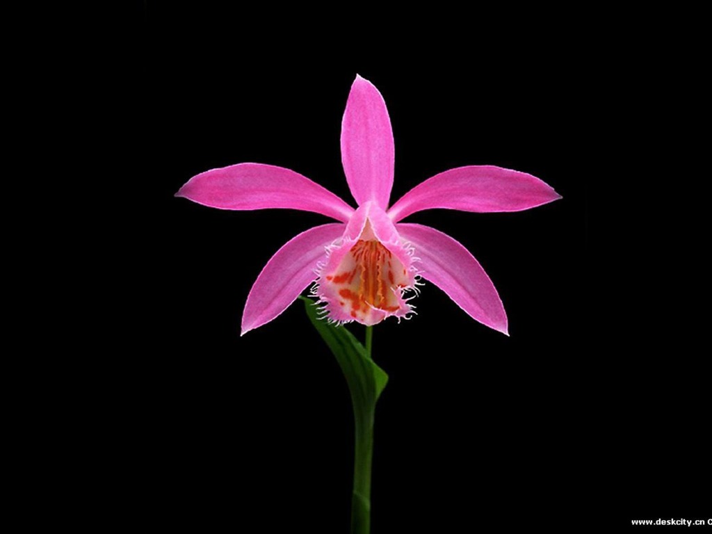 Hermosa y elegante fondo de pantalla de orquídeas #16 - 1024x768