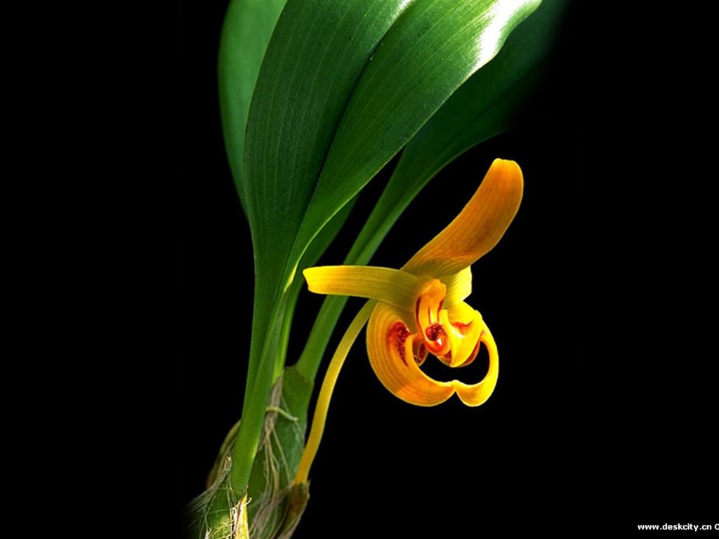 Hermosa y elegante fondo de pantalla de orquídeas #17 - 1024x768