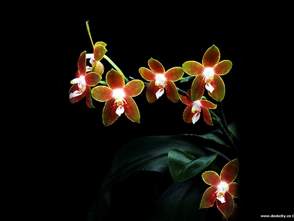 Belle et élégante orchidée fond d'écran #18 - 1024x768