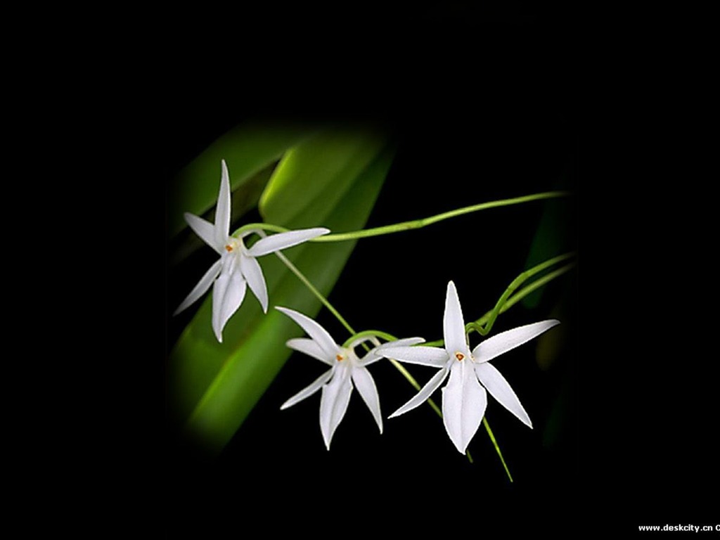 Hermosa y elegante fondo de pantalla de orquídeas #21 - 1024x768
