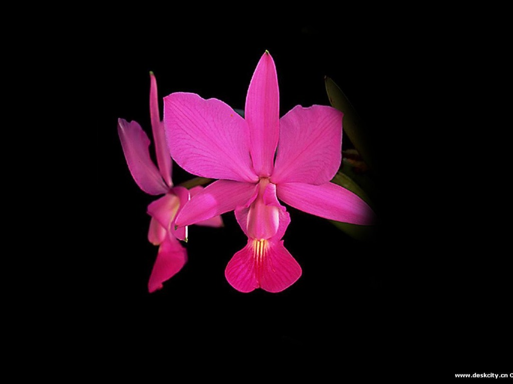 Hermosa y elegante fondo de pantalla de orquídeas #22 - 1024x768
