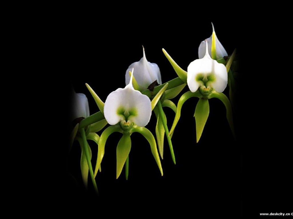 Hermosa y elegante fondo de pantalla de orquídeas #23 - 1024x768