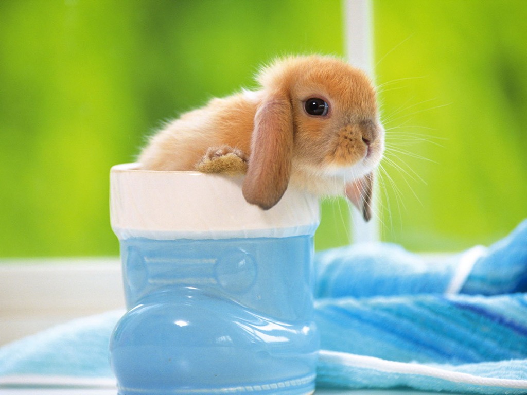 可愛的小兔子壁紙專輯 #4 - 1024x768