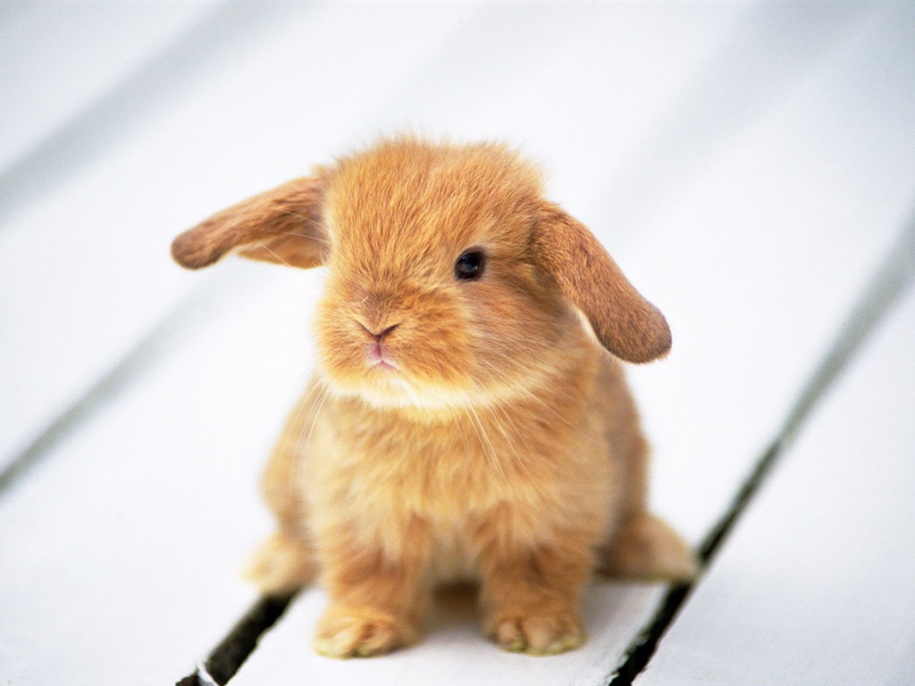 可爱的小兔子壁纸专辑9 - 1024x768