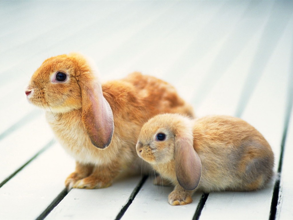 Cute little bunny wallpaper #11 - 1024x768