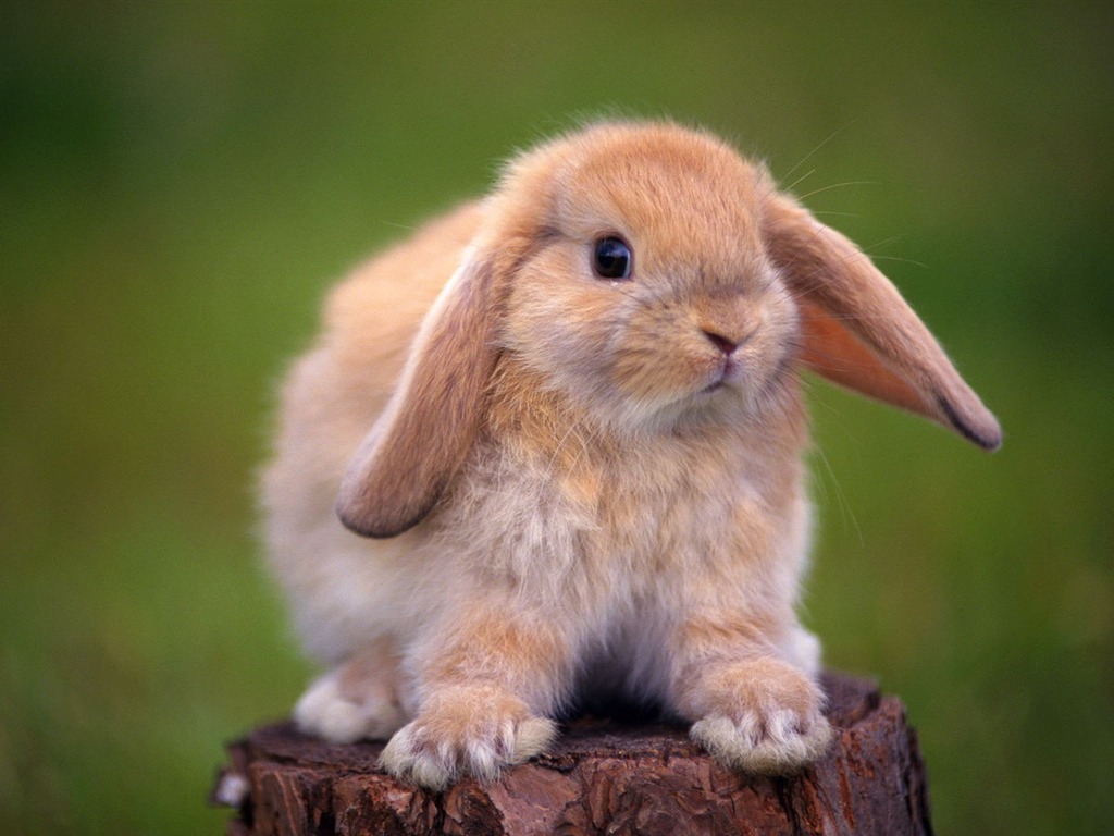 Cute little bunny wallpaper #13 - 1024x768