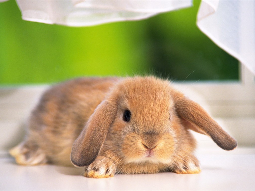 可愛的小兔子壁紙專輯 #14 - 1024x768