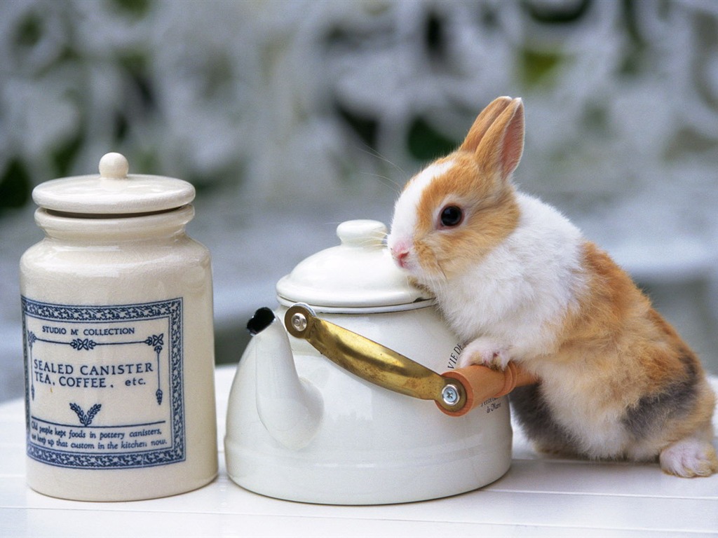 Cute little bunny Tapete #21 - 1024x768