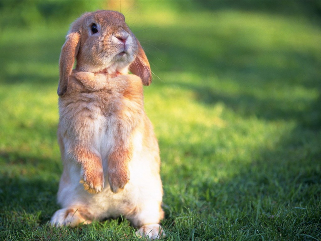 Cute little bunny Tapete #22 - 1024x768