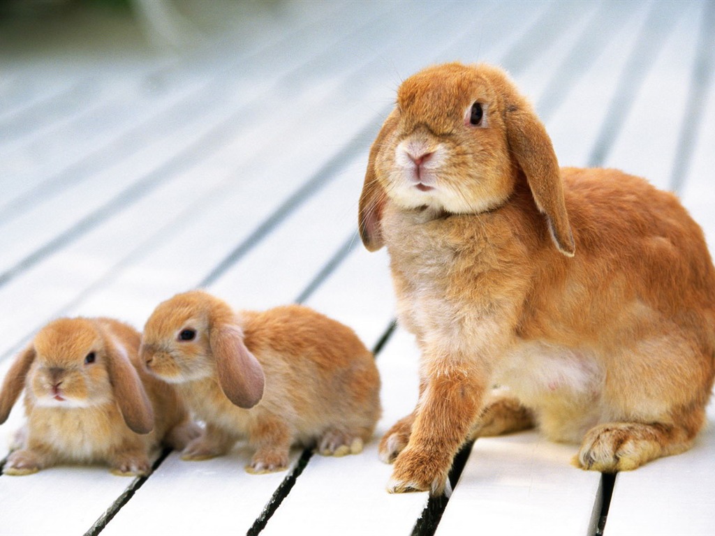 Cute little bunny Tapete #23 - 1024x768