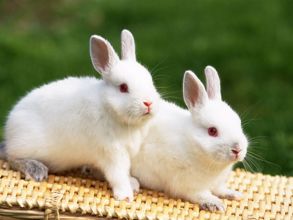 Cute little bunny Tapete #27 - 1024x768