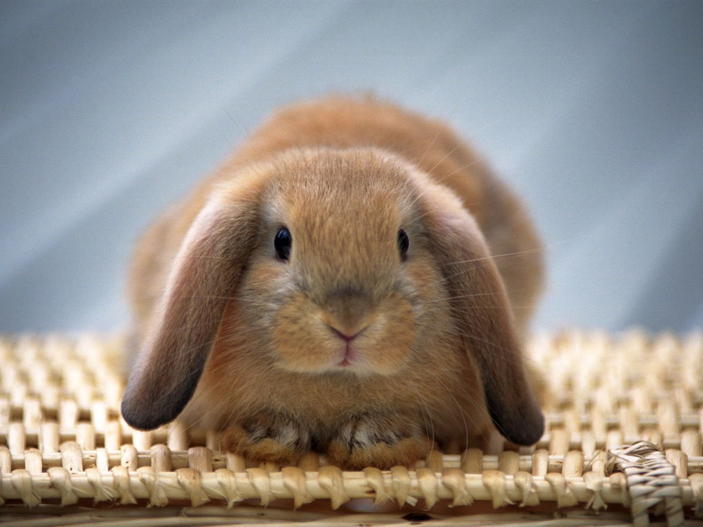 Cute little bunny Tapete #28 - 1024x768
