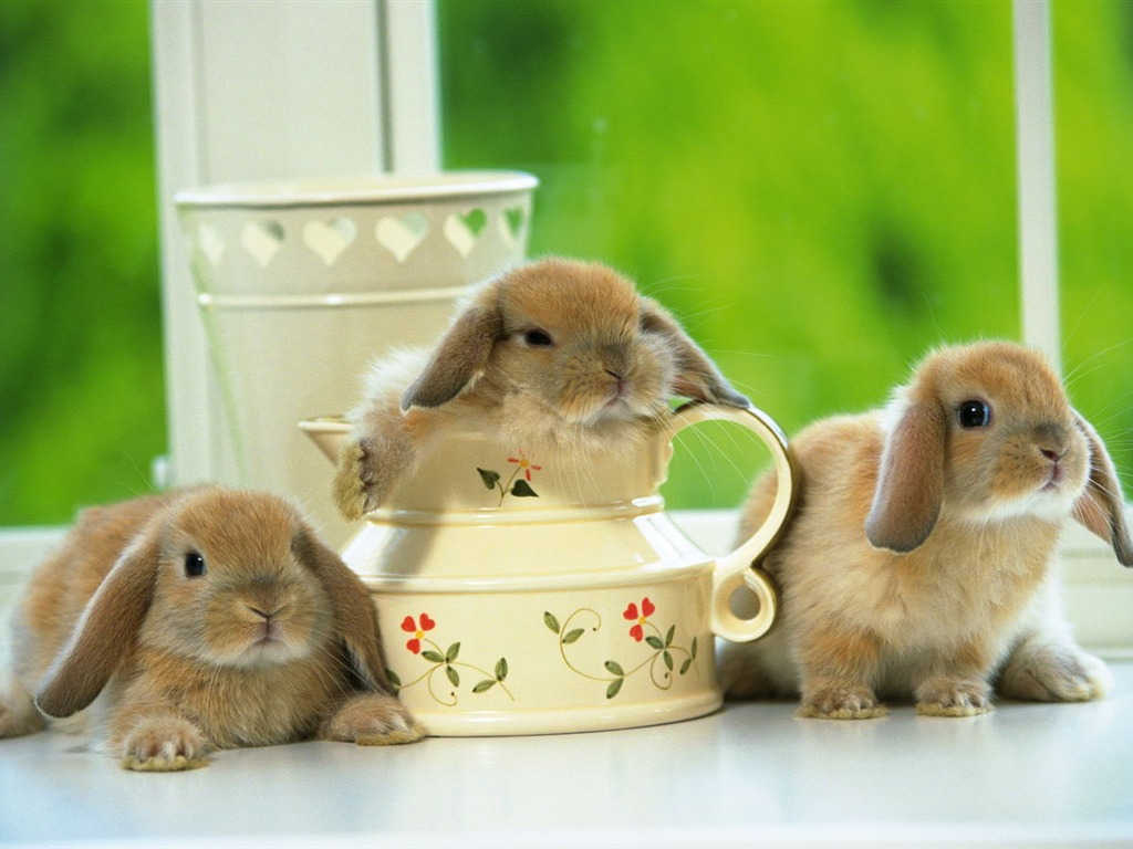 Cute little bunny wallpaper #33 - 1024x768