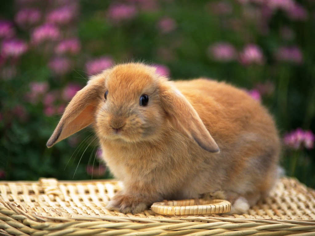 Cute little bunny Tapete #34 - 1024x768