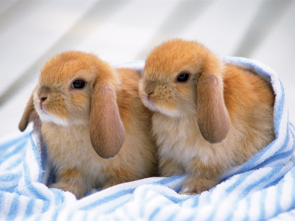 Cute little bunny Tapete #35 - 1024x768