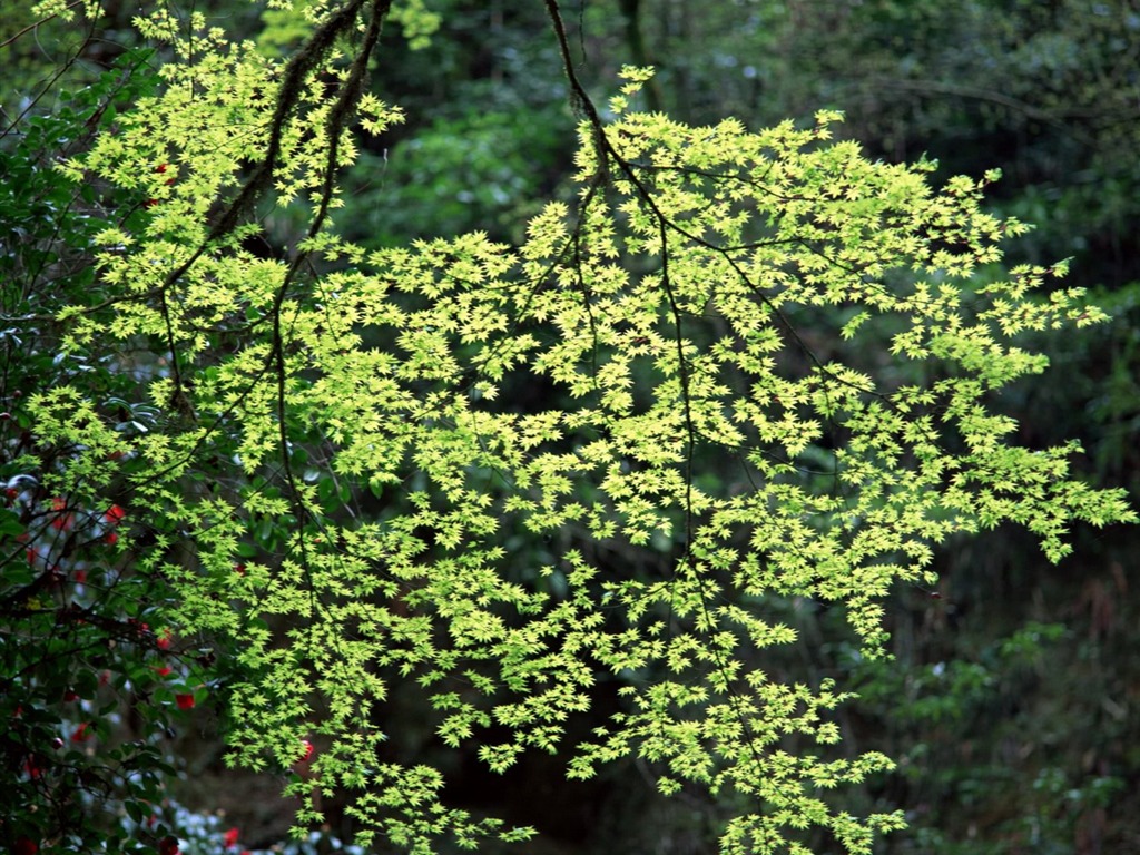 Primavera Naturaleza fondos de pantalla #4 - 1024x768