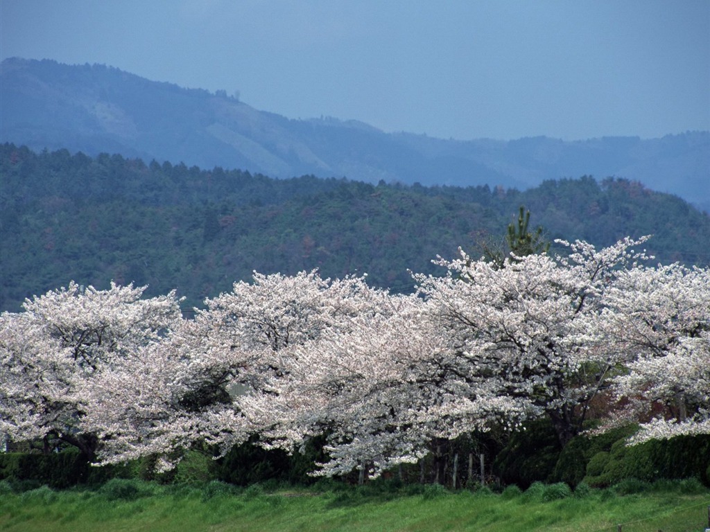 Primavera Naturaleza fondos de pantalla #9 - 1024x768