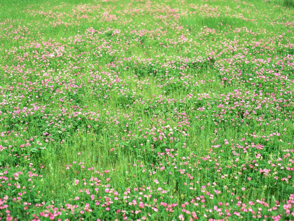 春色 自然风景壁纸14 - 1024x768