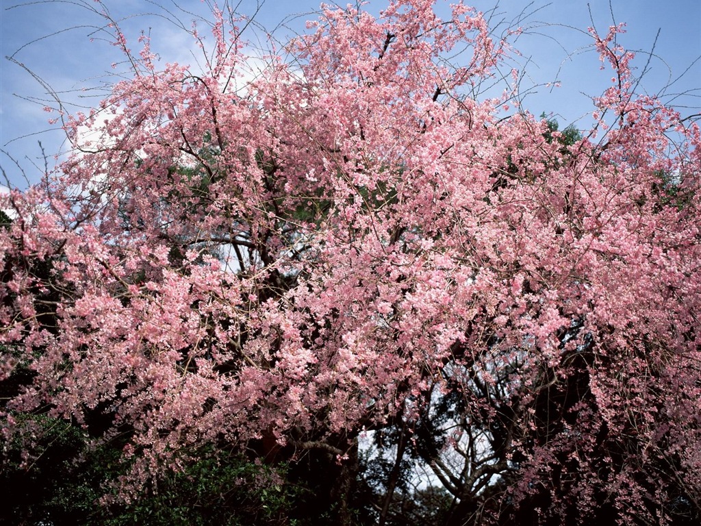 春色 自然风景壁纸17 - 1024x768