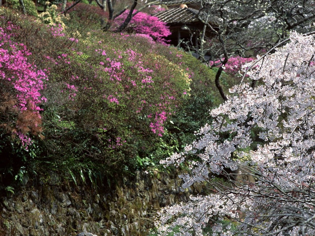 春色 自然風景壁紙 #18 - 1024x768