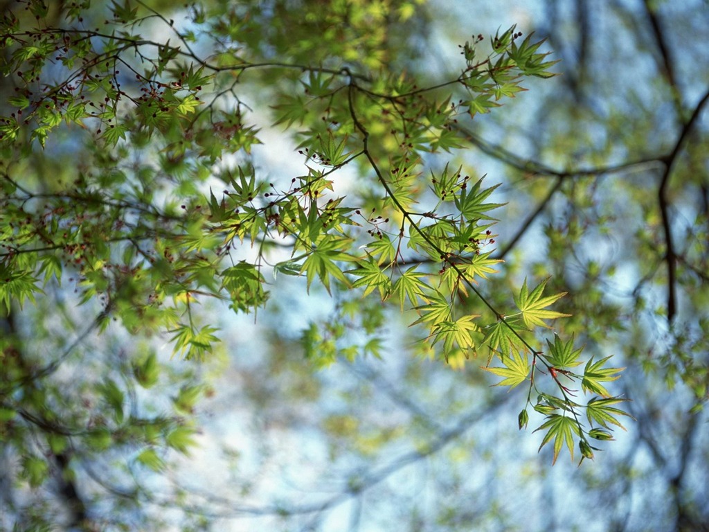 Printemps fonds d'écran Nature #25 - 1024x768