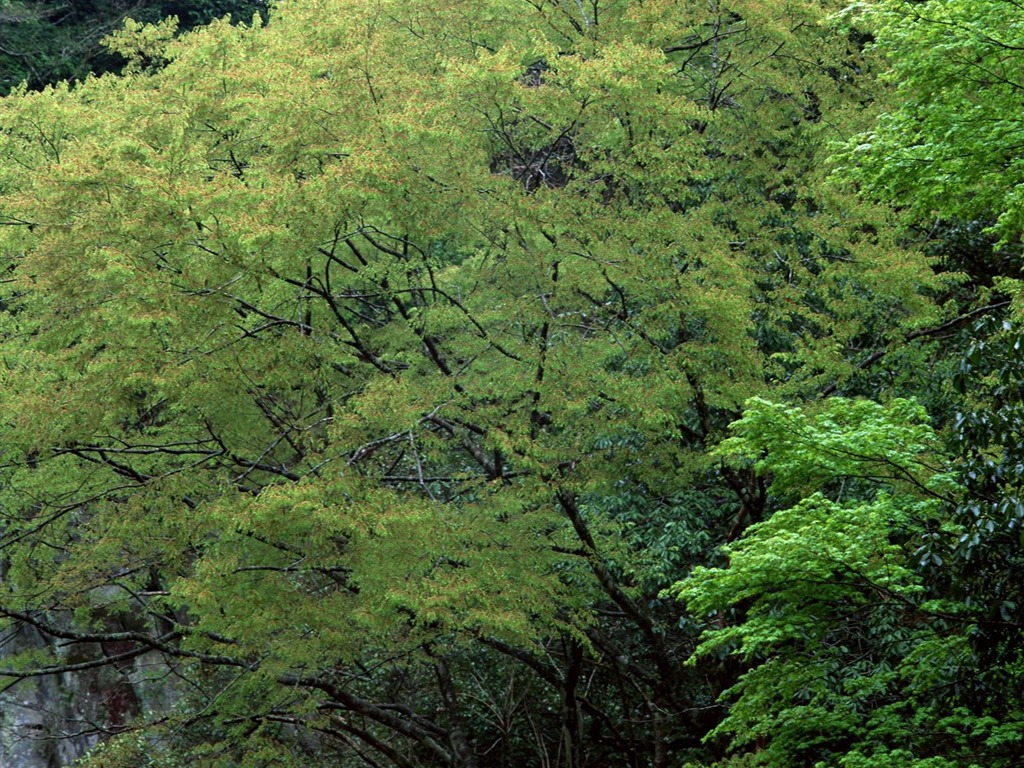 Printemps fonds d'écran Nature #27 - 1024x768