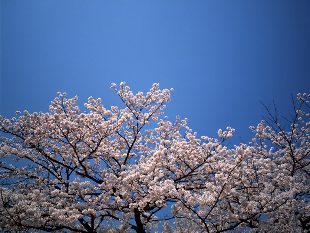 Printemps fonds d'écran Nature #28 - 1024x768