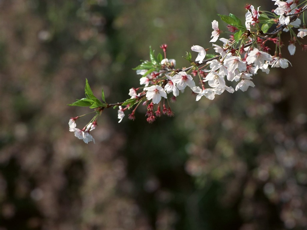 Printemps fonds d'écran Nature #30 - 1024x768