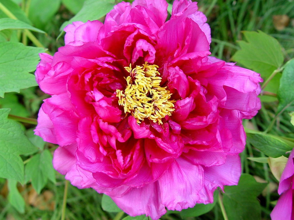 Fonds d'écran de la Reine fleur de pivoine #6 - 1024x768